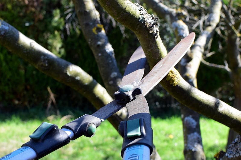 Pruning Guide