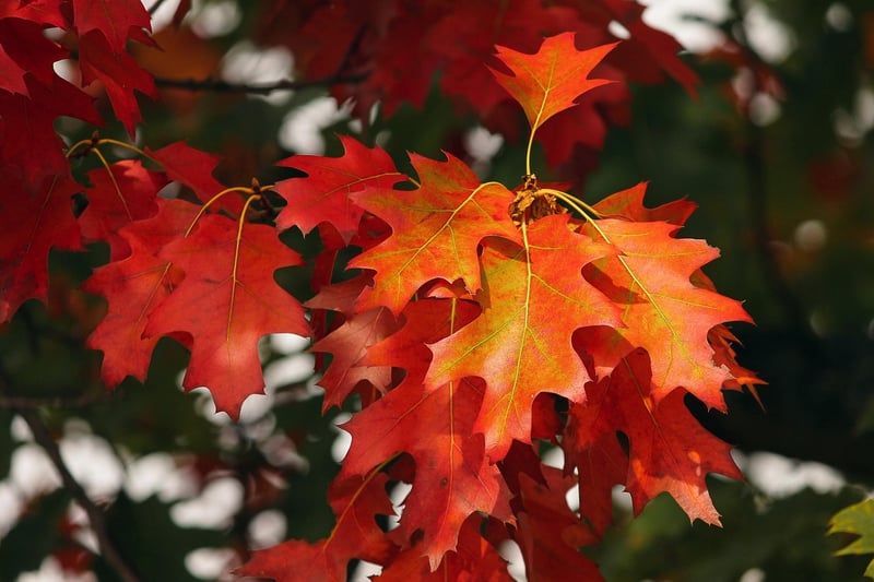 Fall Foliage