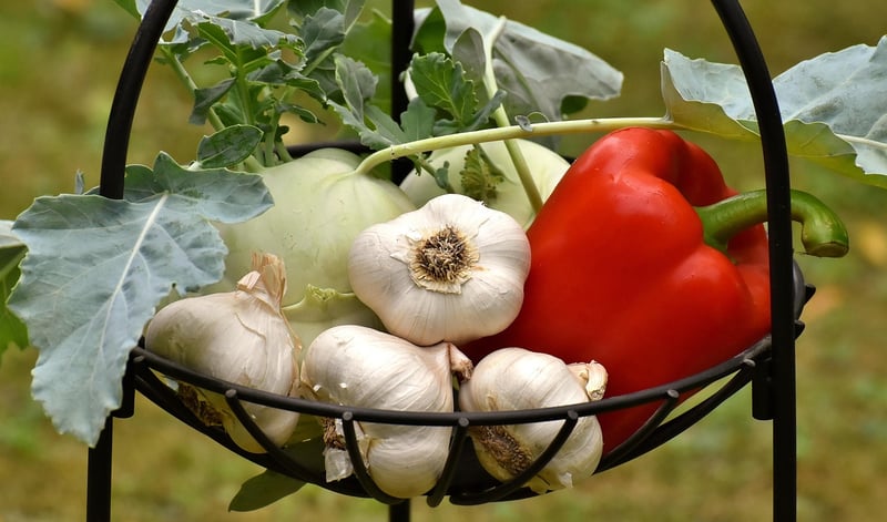 Vegetable garden